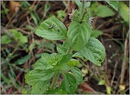 Attēlu rezultāti vaicājumam “Mentha x verticillata leaf”