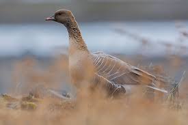 Attēlu rezultāti vaicājumam “Anser brachyrhynchus adult”