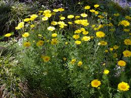 Attēlu rezultāti vaicājumam “Anthemis tinctoria leaf”