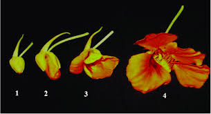 Attēlu rezultāti vaicājumam “Tropaeolum majus bud”