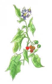 Attēlu rezultāti vaicājumam “Solanum dulcamara leaf”