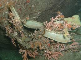 Image result for Scyliorhinus stellaris