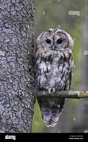 Attēlu rezultāti vaicājumam “Strix aluco juvenile”