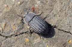 Attēlu rezultāti vaicājumam “Opatrum sabulosum”