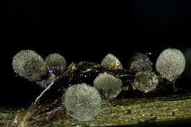 Attēlu rezultāti vaicājumam “Lamproderma pseudomaculatum”