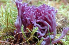 Attēlu rezultāti vaicājumam “Clavaria zollingeri”