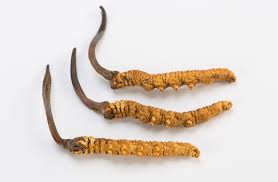 Attēlu rezultāti vaicājumam “Cordyceps”