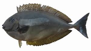 Image result for Naso hexacanthus