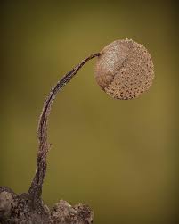 Attēlu rezultāti vaicājumam “Cribraria tenella”
