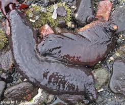 Image result for Cucumaria frondosa