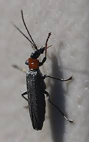 Attēlu rezultāti vaicājumam “Oedemera croceicollis”