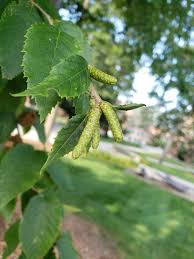 Attēlu rezultāti vaicājumam “Betula humilis female flower”