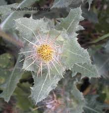 Image result for Cnicus benedictus