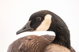 Attēlu rezultāti vaicājumam “Branta canadensis”