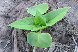 Image result for Mirabilis jalapa