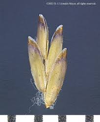 Attēlu rezultāti vaicājumam “Poa compressa”