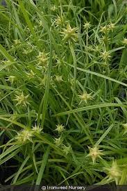 Attēlu rezultāti vaicājumam “Carex globularis flower”