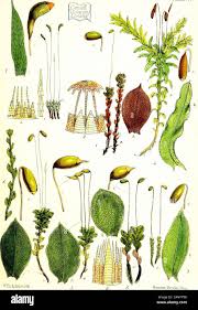 Attēlu rezultāti vaicājumam “Cinclidium stygium”