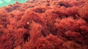 Attēlu rezultāti vaicājumam “Rhodophyta”