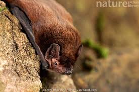 Attēlu rezultāti vaicājumam “Nyctalus leisleri”