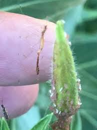 Attēlu rezultāti vaicājumam “Drepanosiphum platanoidis exuvia”