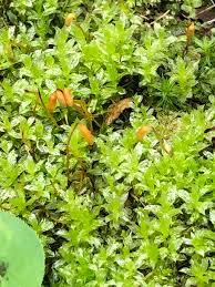 Attēlu rezultāti vaicājumam “Plagiomnium elatum”