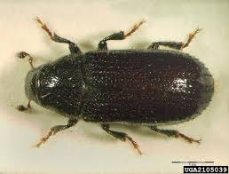 Attēlu rezultāti vaicājumam “Tomicus minor”