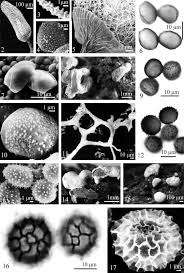 Attēlu rezultāti vaicājumam “Stemonaria irregularis”
