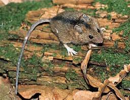 Attēlu rezultāti vaicājumam “Sicista betulina”