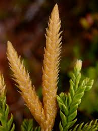 Attēlu rezultāti vaicājumam “Lycopodiaceae”