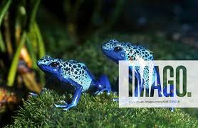 Image result for blauer baumsteiger