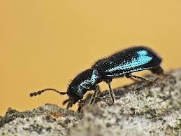 Attēlu rezultāti vaicājumam “Necrobia violacea”