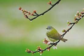 Image result for Vermivora peregrina