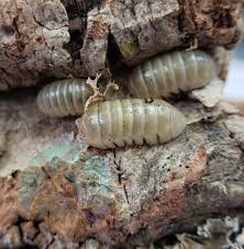 Attēlu rezultāti vaicājumam “Armadillidium pulchellum”