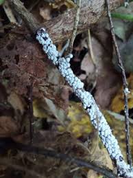 Attēlu rezultāti vaicājumam “Diderma rufostriatum young”