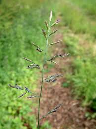 Attēlu rezultāti vaicājumam “Festuca rubra subsp. rubra”