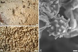 Attēlu rezultāti vaicājumam “Trechispora mollusca”