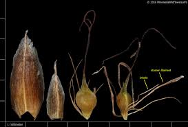 Attēlu rezultāti vaicājumam “Rhynchospora fusca”