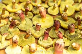 Attēlu rezultāti vaicājumam “Xerocomus pruinatus”