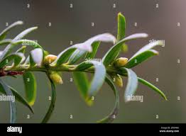 Attēlu rezultāti vaicājumam “Taxus baccata female flower”