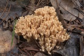 Attēlu rezultāti vaicājumam “Ramaria formosa”