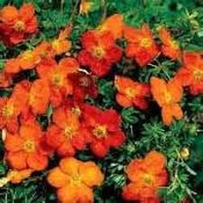 Attēlu rezultāti vaicājumam “Potentilla”