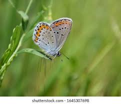 Attēlu rezultāti vaicājumam “Plebejus argyrognomon underside”