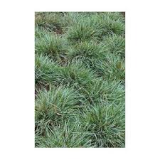 Attēlu rezultāti vaicājumam “Sesleria caerulea fruit”