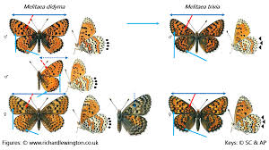 Attēlu rezultāti vaicājumam “Melitaea didyma underside”