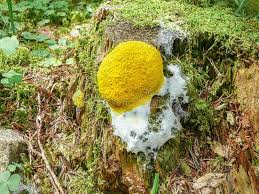 Attēlu rezultāti vaicājumam “Physaraceae”