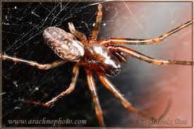 Attēlu rezultāti vaicājumam “Neriene montana”