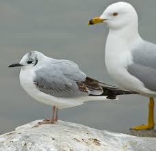 Image result for Chroicocephalus philadelphia