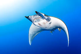 Image result for Mobula tarapacana