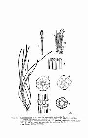 Attēlu rezultāti vaicājumam “Equisetum variegatum”